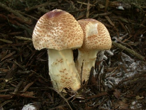 Lepiota ochraceofulva